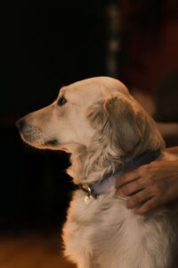 Collier imperméable chien : guide d’achat et entretien